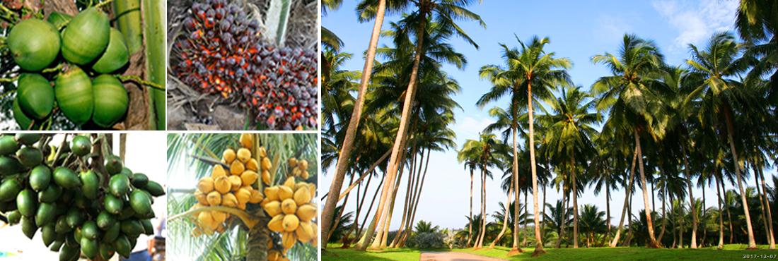 热带棕榈作物种质圃